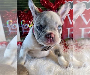 French Bulldog Puppy for sale in HEATHROW, FL, USA