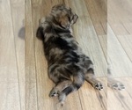 Puppy Sol Aussiedoodle-German Shepherd Dog Mix