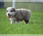 Small Photo #25 Australian Shepherd Puppy For Sale in OZARK, AR, USA