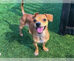JACKIE LANTERN - Female Chihuahua-Unknown Mix Dog for Adoption - Small photo