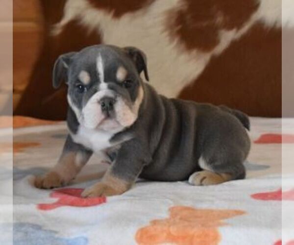 Medium Photo #2 English Bulldog Puppy For Sale in MARSHFIELD, MO, USA