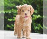 Small Photo #1 Cavapoo Puppy For Sale in LITITZ, PA, USA