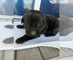Small Photo #13 Labrador Retriever Puppy For Sale in CLINTWOOD, VA, USA