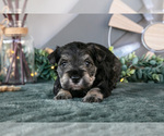 Small Photo #43 Schnauzer (Miniature) Puppy For Sale in BALTIC, OH, USA