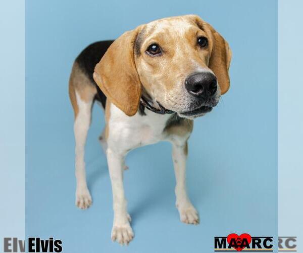 Medium Photo #14 Mutt Puppy For Sale in Maryville, TN, USA