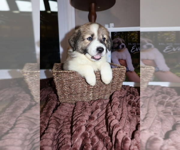 Medium Photo #1 Aussie Pyrenees Puppy For Sale in LEXINGTON, SC, USA