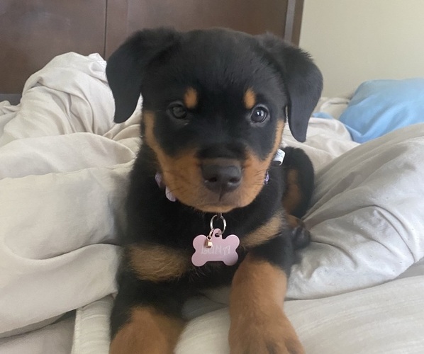 Medium Photo #1 Rottweiler Puppy For Sale in FORT RILEY, KS, USA