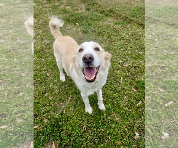 Medium Photo #7 Great Pyrenees Puppy For Sale in Spring, TX, USA