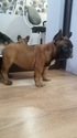 Small Photo #4 French Bulldog Puppy For Sale in HOLLYWOOD, FL, USA
