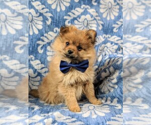 Pomeranian Puppy for sale in CHRISTIANA, PA, USA