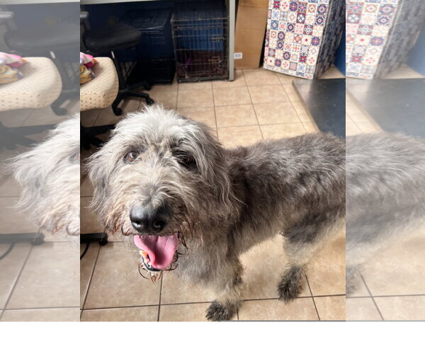 Medium Photo #3 Irish Wolfhound-Unknown Mix Puppy For Sale in Tracy City, TN, USA