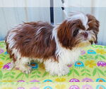 Small #2 Shih Tzu
