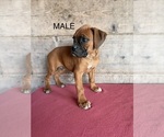Litter of 9 - Male(s) and Female(s) BoxerLitter of Puppies for Sale - Photo #27