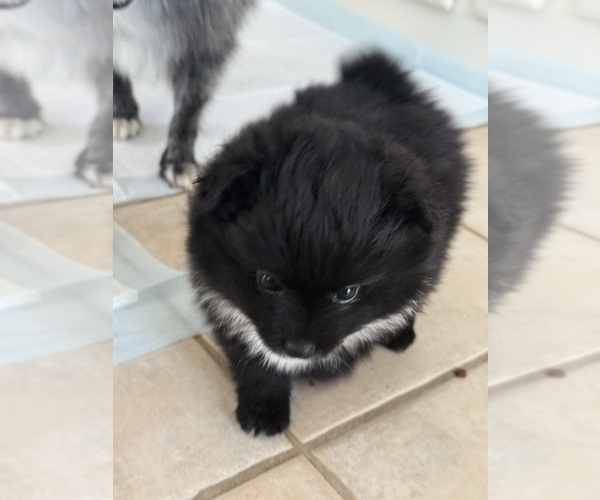 Medium Photo #3 Pomeranian Puppy For Sale in ARLINGTON, TX, USA