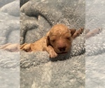 Small Photo #11 Goldendoodle (Miniature) Puppy For Sale in SAN JOSE, CA, USA