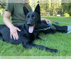 German Shepherd Dog Dog for Adoption in COLVILLE, Washington USA