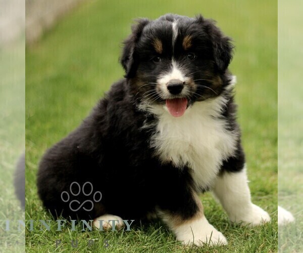Medium Photo #3 Australian Shepherd Puppy For Sale in LANCASTER, PA, USA