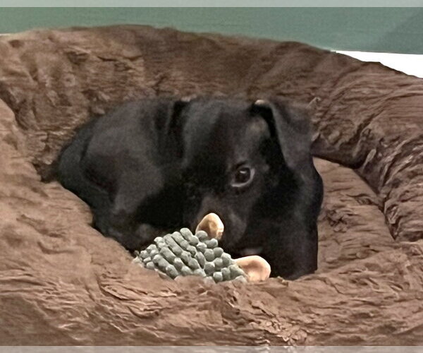 Medium Photo #6 Chiweenie Puppy For Sale in Corona, CA, USA