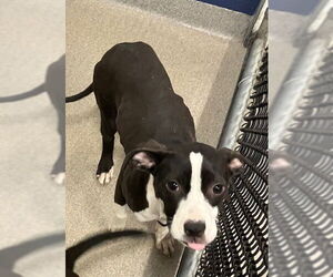 Mutt Dogs for adoption in Sterling, MA, USA