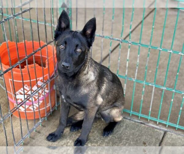 Medium Photo #2 Mutt Puppy For Sale in Imlay City, MI, USA