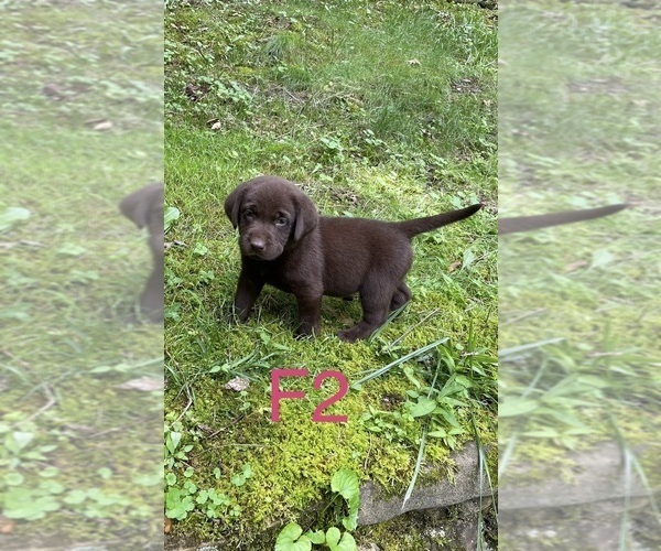 Medium Photo #10 Labrador Retriever Puppy For Sale in INEZ, KY, USA
