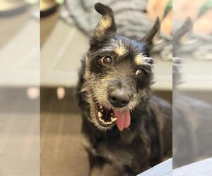 - Mix Dogs for adoption in West Valley, UT, USA