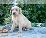 Puppy Tanner Labrador Retriever