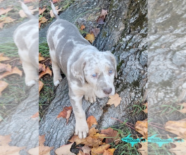 Medium Photo #5 Catahoula Leopard Dog Puppy For Sale in MORAN, MI, USA