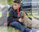 Small Photo #5 Cane Corso Puppy For Sale in GRAND PRAIRIE, TX, USA