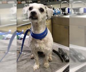 Poodle (Miniature) Dogs for adoption in Riverside, CA, USA