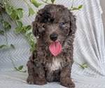 Puppy Carter Poodle (Toy)