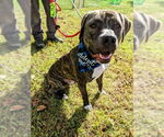 Small #26 American Pit Bull Terrier-Mountain Cur Mix