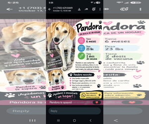 Labrador Retriever-Unknown Mix Dogs for adoption in NYC, NY, USA
