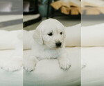 Puppy roo English Cream Golden Retriever