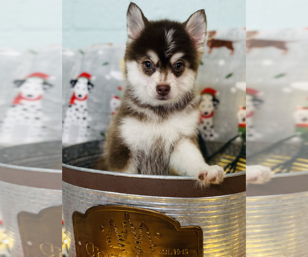 Medium Photo #2 Pomsky Puppy For Sale in CINCINNATI, OH, USA