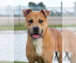 Small #4 Labrador Retriever Mix