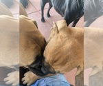 Small Photo #72 Boerboel Puppy For Sale in LAS CRUCES, NM, USA