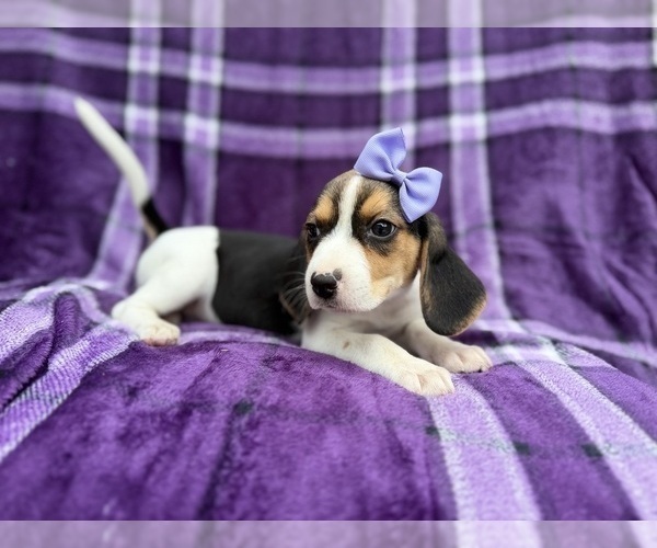 Medium Photo #2 Beagle Puppy For Sale in LAKELAND, FL, USA