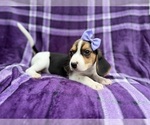 Small #1 Beagle
