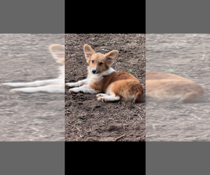 Pembroke Welsh Corgi Puppy for sale in SHERMAN, TX, USA