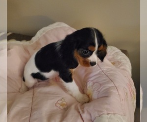 Cavalier King Charles Spaniel Puppy for sale in HUDSON, FL, USA