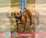 Small #1 Bulldog Mix