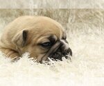 Small Photo #2 English Bulldog Puppy For Sale in NEW YORK, NY, USA
