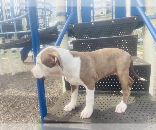 Medium Photo #3 American Pit Bull Terrier Puppy For Sale in TRENTON, NJ, USA
