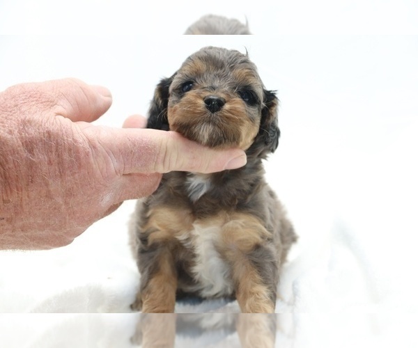 Medium Photo #13 Cockapoo Puppy For Sale in RIPLEY, TN, USA