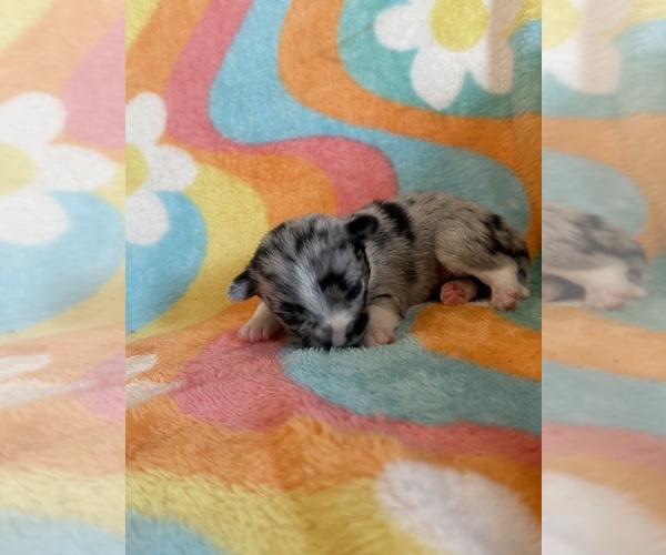 Medium Photo #9 Chihuahua Puppy For Sale in SHERMAN, TX, USA
