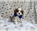 Small #7 Cavalier King Charles Spaniel