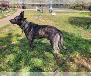 Father of the Dutch Shepherd Dog puppies born on 05/25/2025