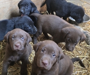 Labrador Retriever Puppy for sale in LONE ROCK, WI, USA