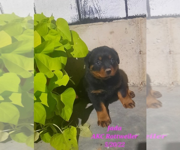 Medium Photo #1 Rottweiler Puppy For Sale in SHIPSHEWANA, IN, USA